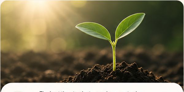 A young seedling growing in soil